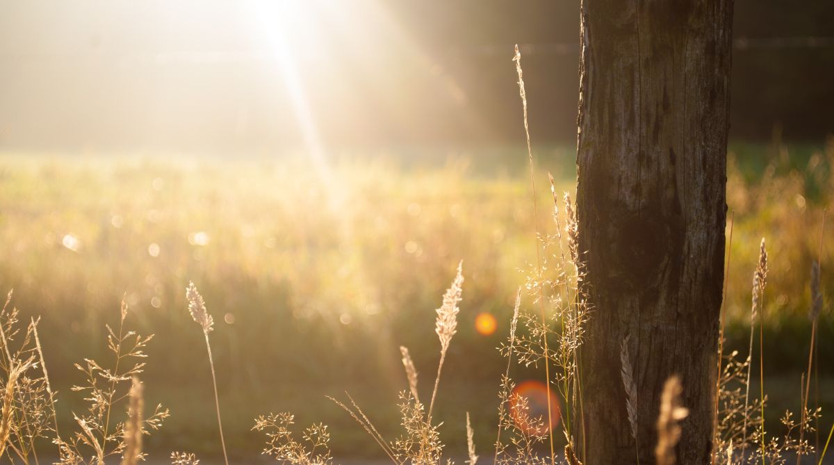 Wiese_Sonne_Baum